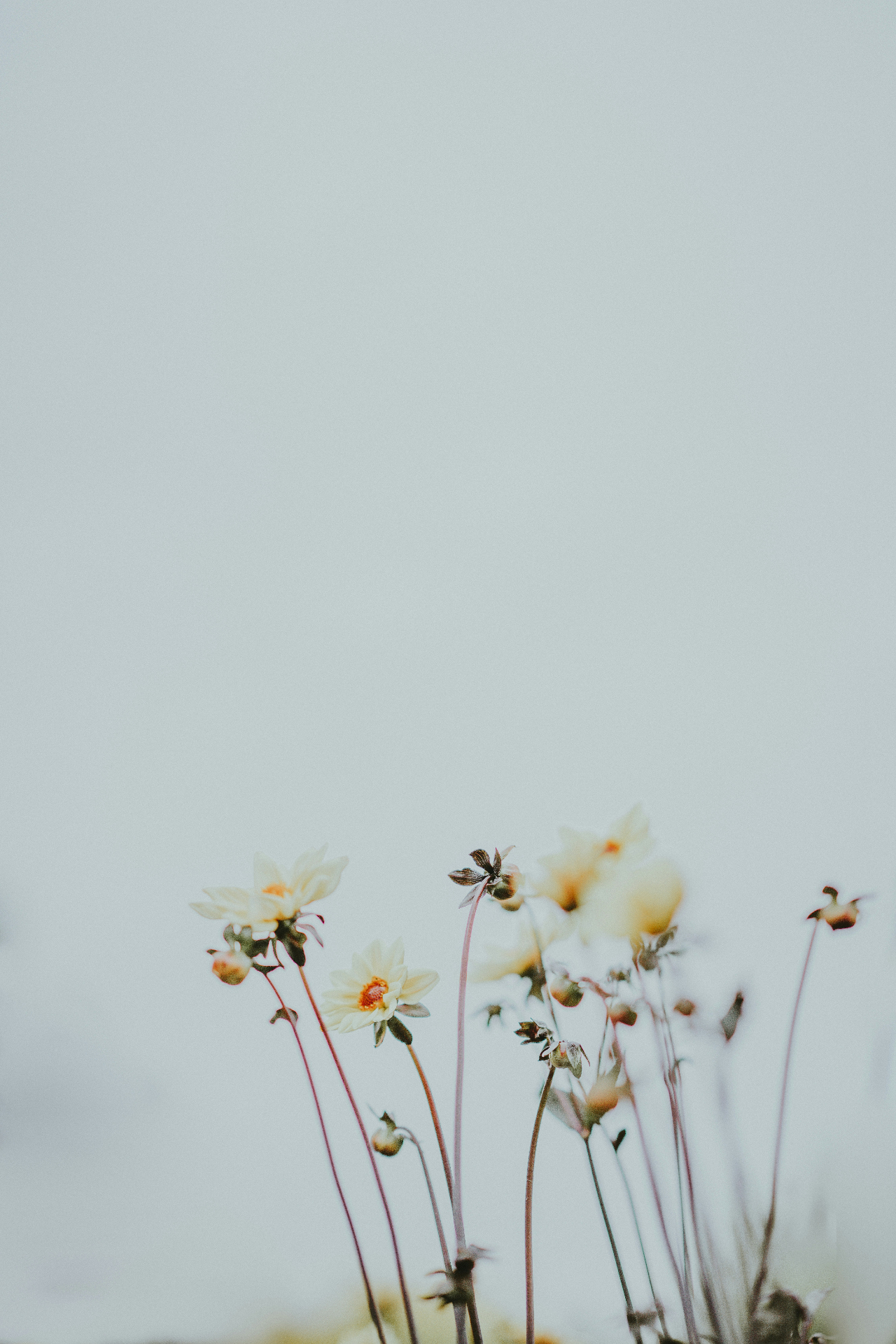 Soft wildflowers against a pale sky